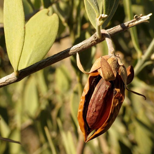 Qu'est-ce que la Simmondsia chinensis seed extract et quel est son rôle ?