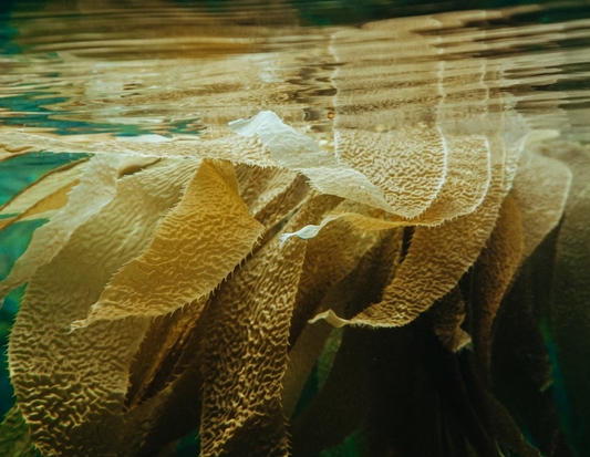 Les algues en cosmétique: la beauté vue de la mer