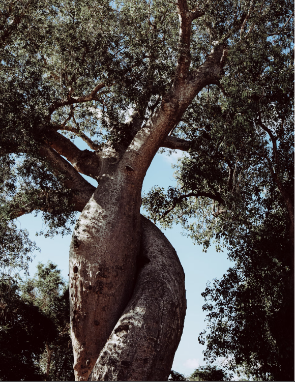 Qu'est-ce que l'Adansonia digitata seed oil et quel est son rôle ?