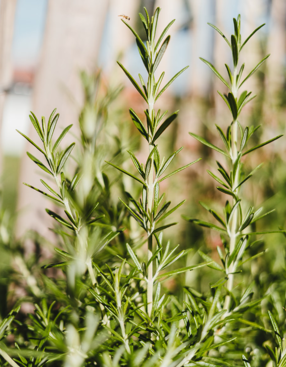 Qu'est-ce que le Rosmarinus officinalis water et quel est son rôle ?