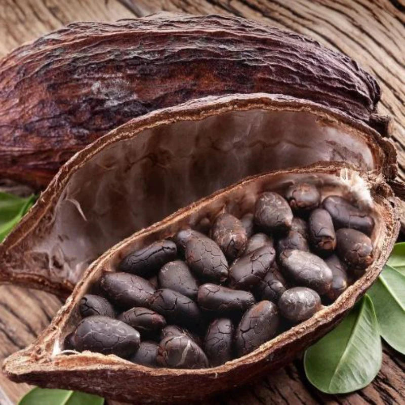 Qu'est-ce que le Theobroma Cacao Seed Butter et quel est son rôle ?