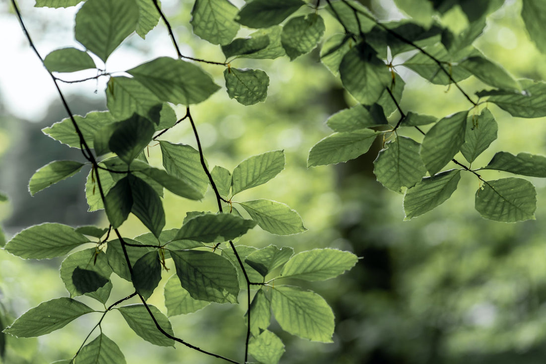 Qu'est-ce que le Fagus sylvatica bud extract et quel est son rôle ?