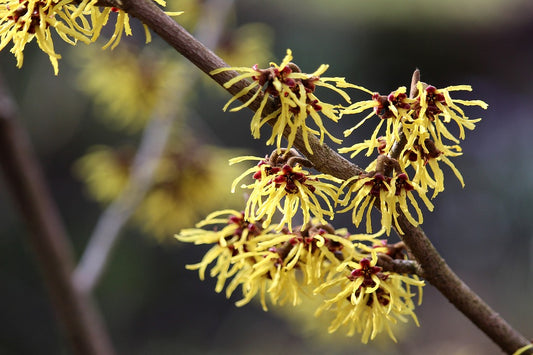 Qu'est-ce que l'Hamamelis virginiana leaf water et quel est son rôle ?