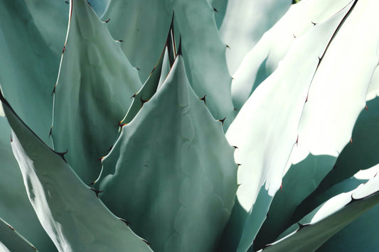 La plante miraculeuse: l'Aloe Vera au cœur de la cosmétique