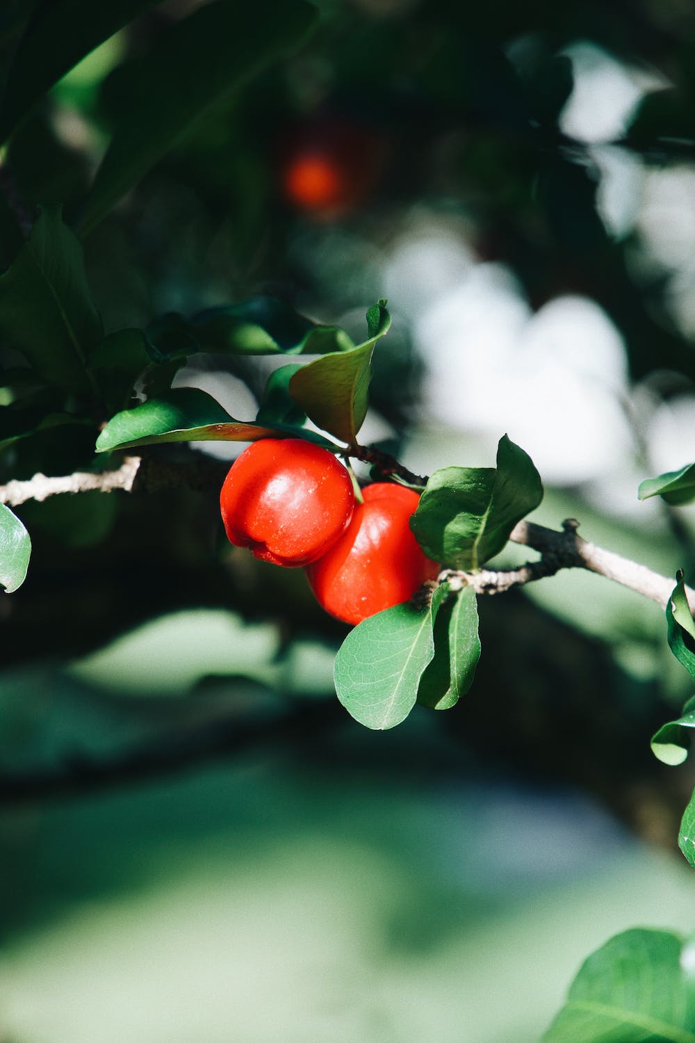 Qu'est-ce que le Malpighia punicifolia fruit extract et quel est son rôle ?