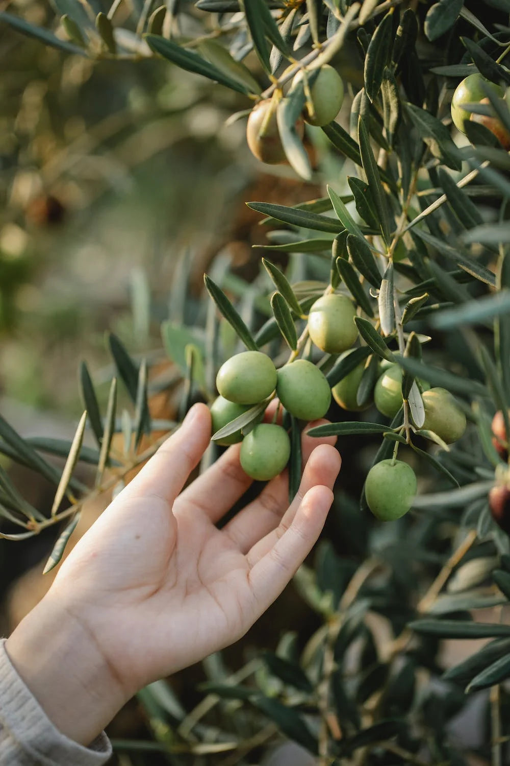 Qu'est-ce que l'Olus Oil et quel est son rôle ?