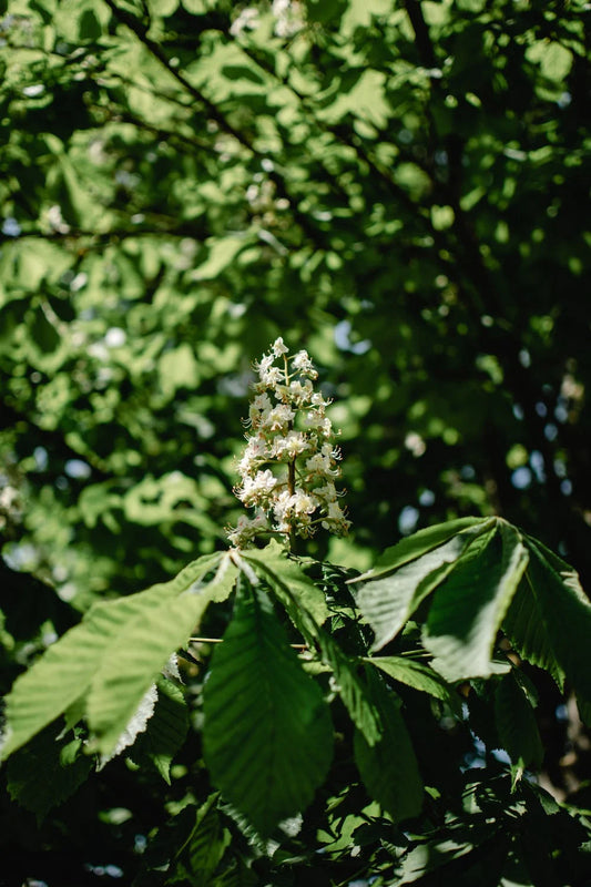 Qu'est-ce que l'Aesculus hippocastanum seed extract et quel est son rôle ?