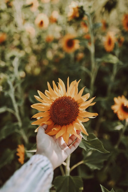 Qu'est-ce que l'Helianthus Annuus Hybrid Oil et quel est son rôle ?