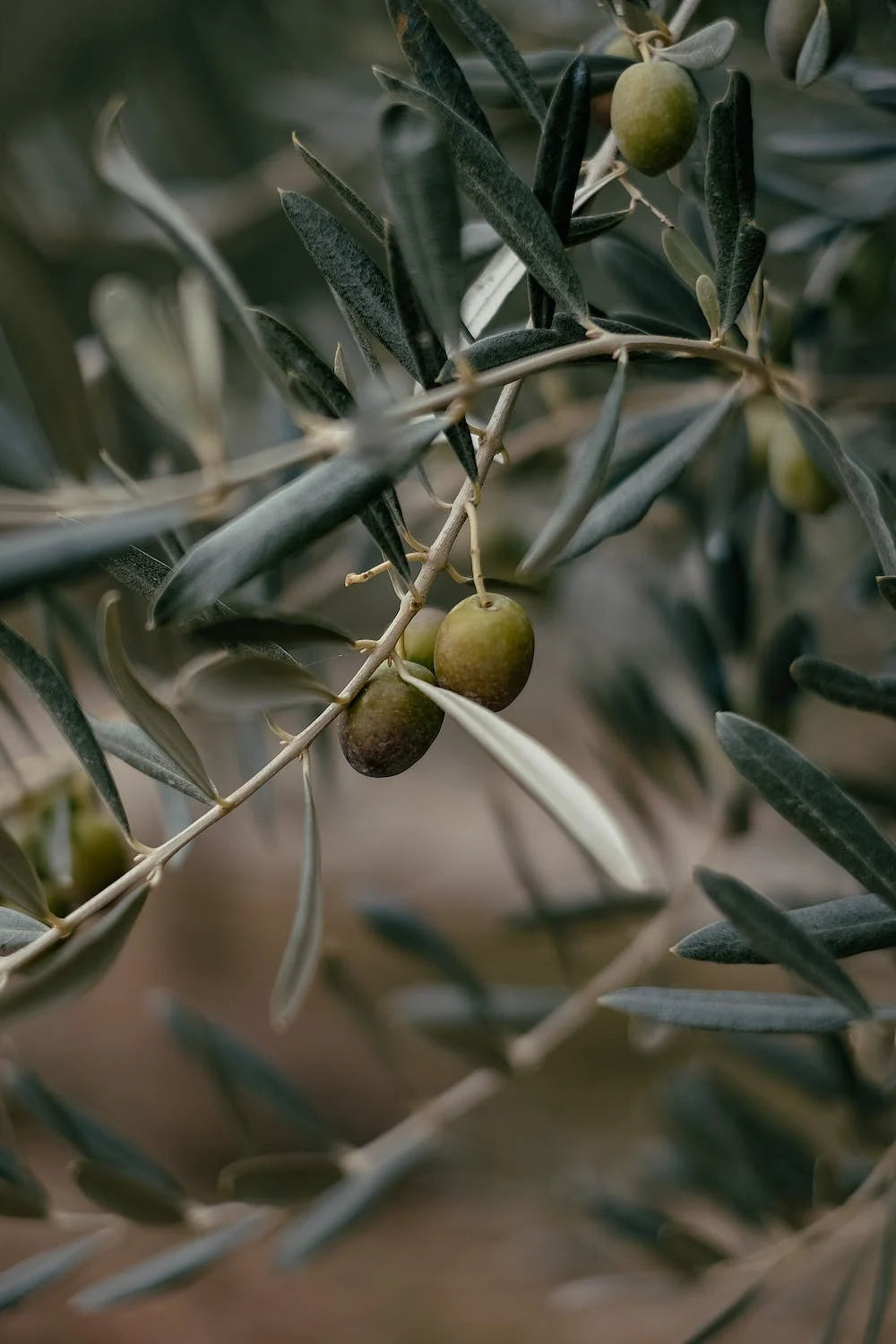 Qu'est-ce que l'Olea Europaea Leaf Water et quel est son rôle ?