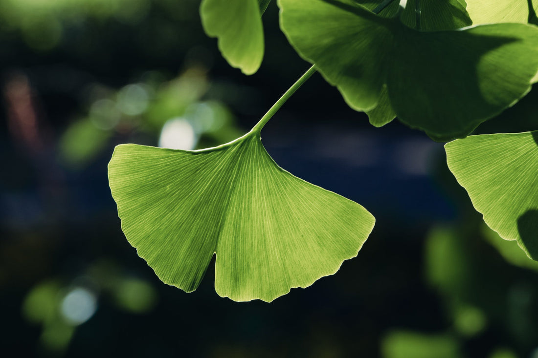 Qu'est-ce que le Ginkgo biloba leaf water et quel est son rôle ?